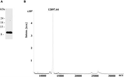 Engineering the Single Domain Antibodies Targeting Receptor Binding Motifs Within the Domain III of West Nile Virus Envelope Glycoprotein